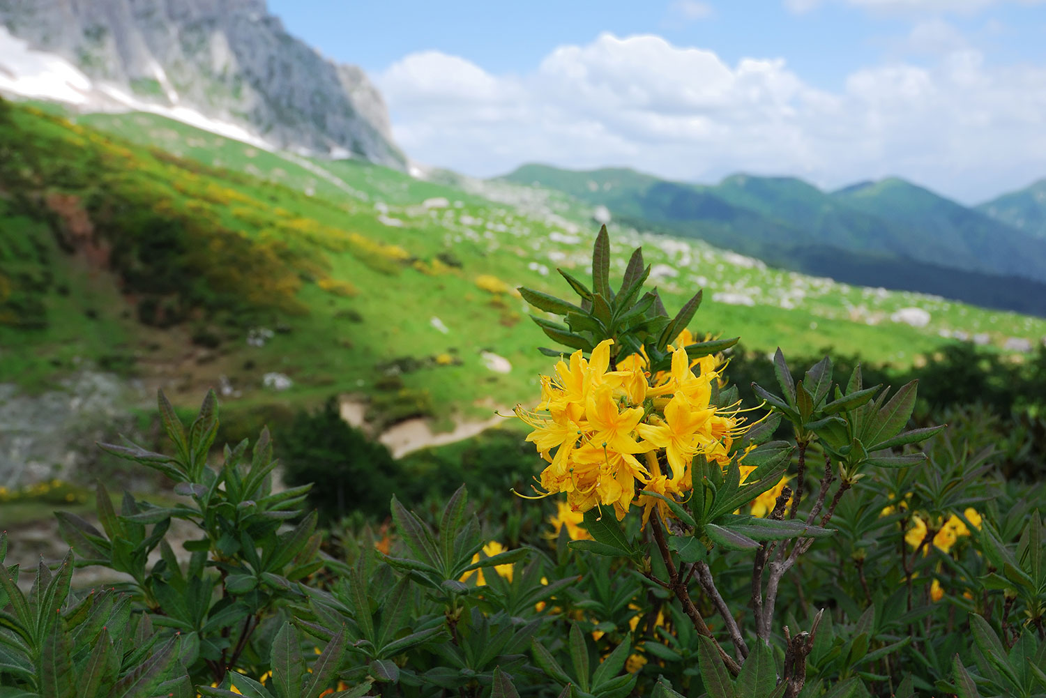 Жёлтый рододендрон на Черкесском перевале